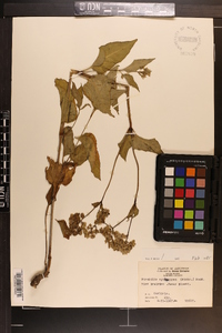 Mirabilis nyctaginea image