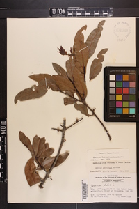 Quercus hemisphaerica image