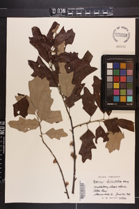 Quercus ilicifolia image