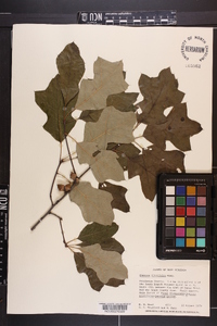 Quercus ilicifolia image