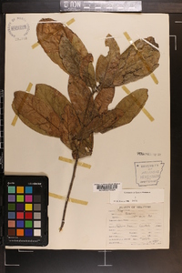 Quercus imbricaria image