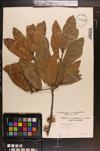 Quercus imbricaria image