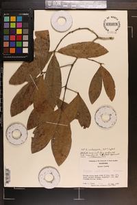 Quercus imbricaria image