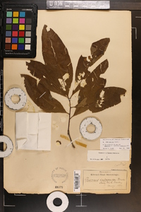 Quercus imbricaria image