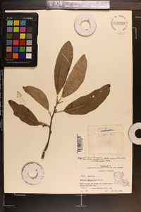 Quercus imbricaria image