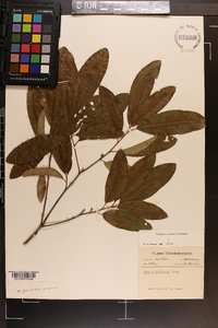 Quercus imbricaria image