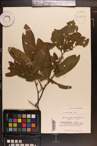 Quercus imbricaria image