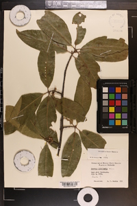 Quercus imbricaria image