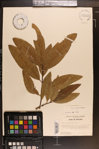 Quercus imbricaria image