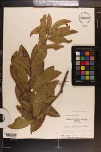 Quercus imbricaria image