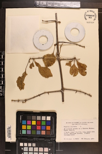 Pisonia aculeata image