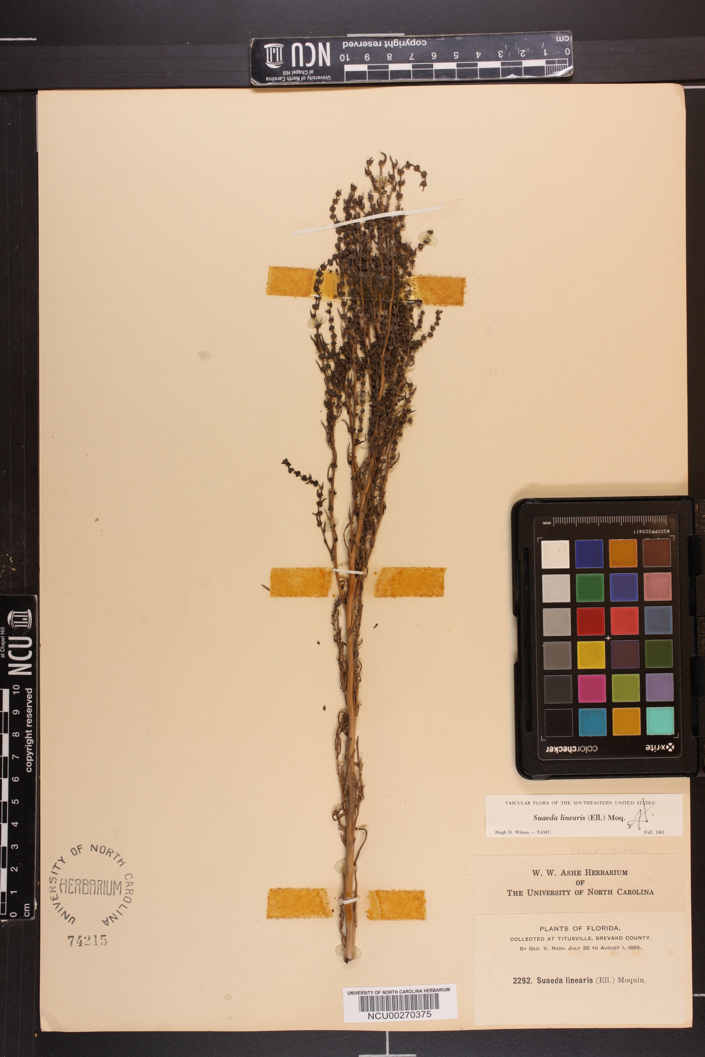 Suaeda linearis image
