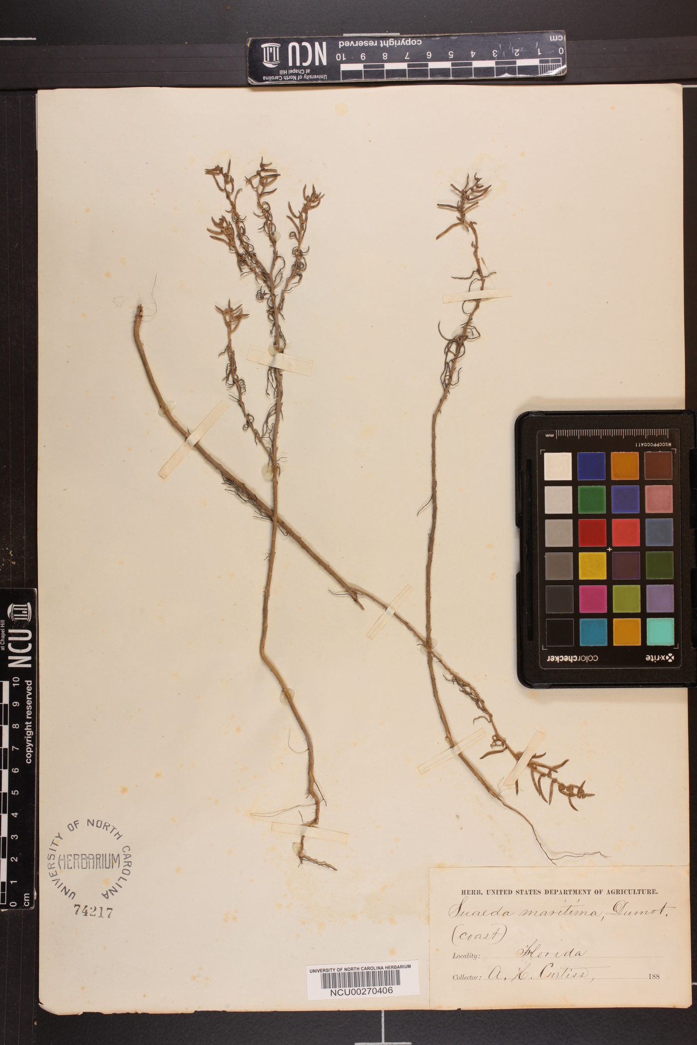 Suaeda maritima image