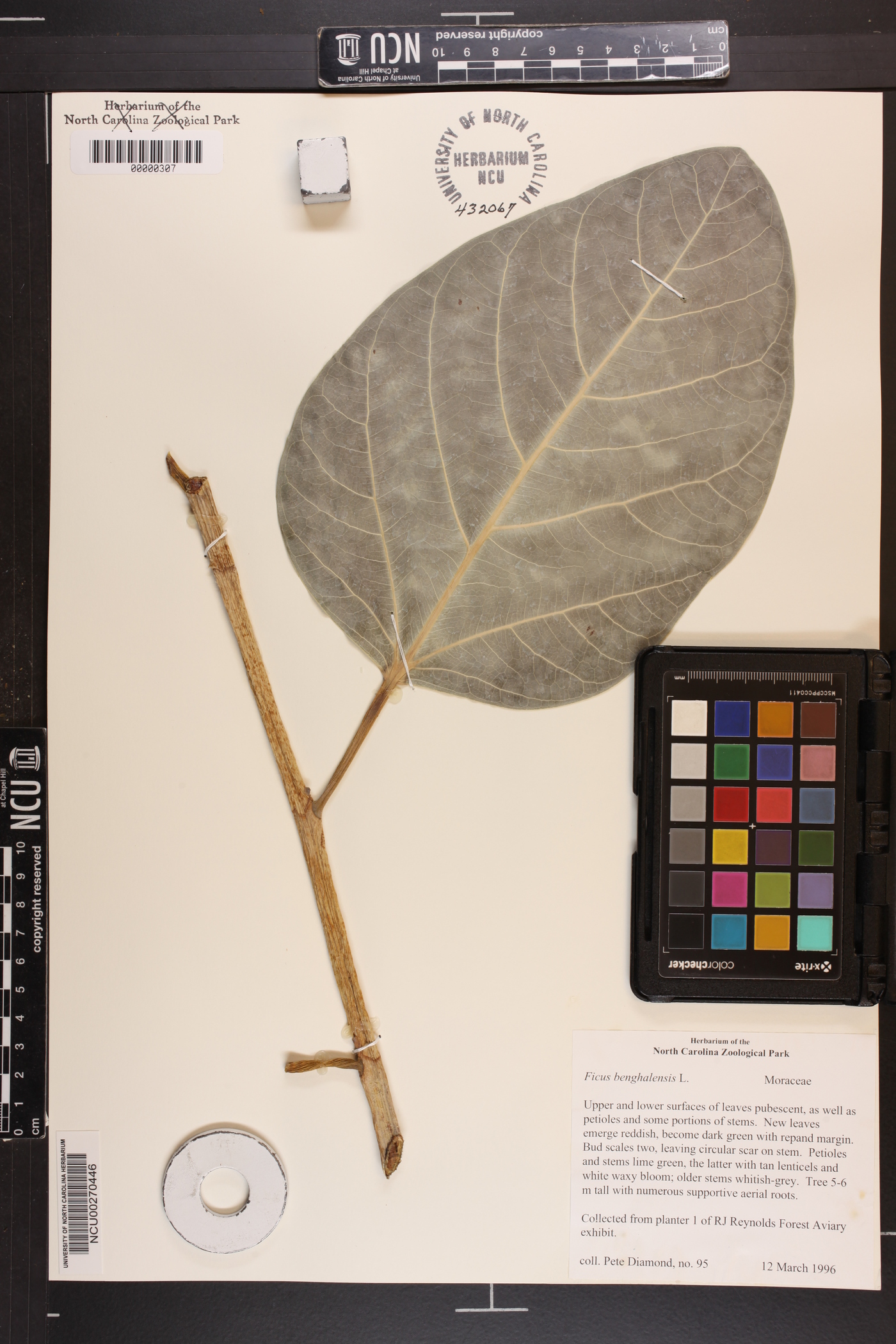 Ficus benghalensis image
