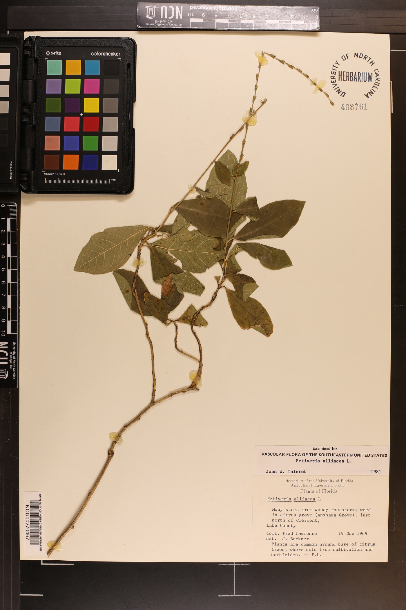 Petiveria alliacea image