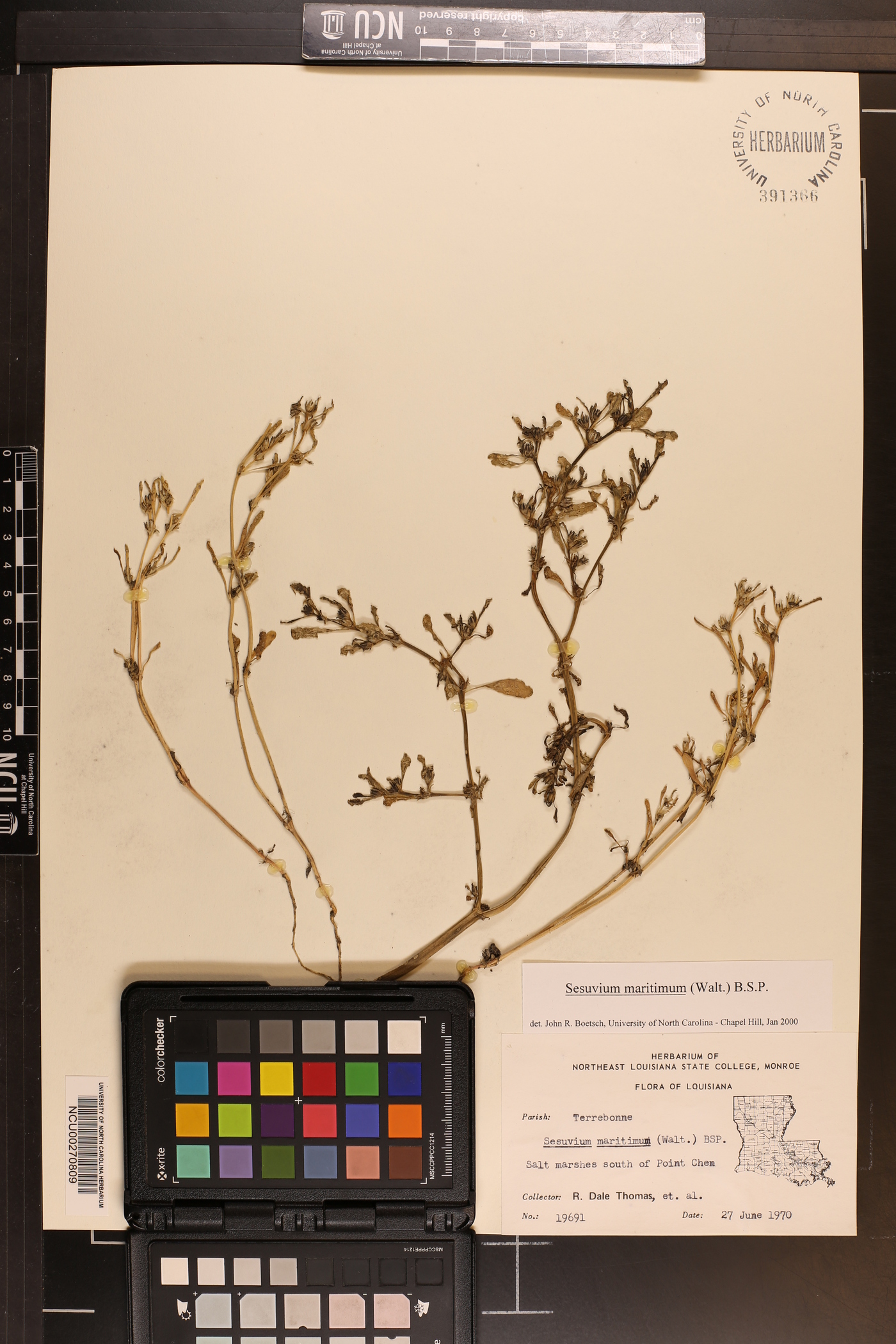 Sesuvium maritimum image