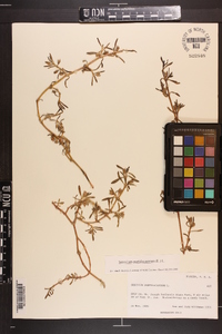 Sesuvium portulacastrum image