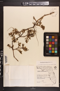 Sesuvium portulacastrum image