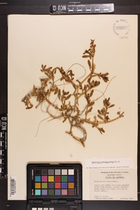 Sesuvium portulacastrum image