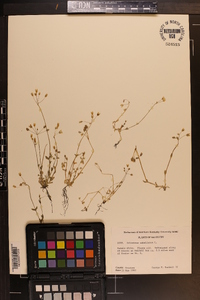 Holosteum umbellatum image