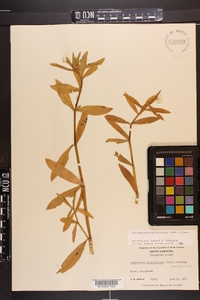 Alternanthera philoxeroides image