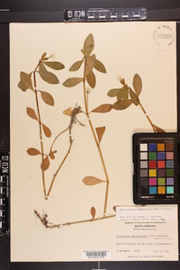 Alternanthera philoxeroides image