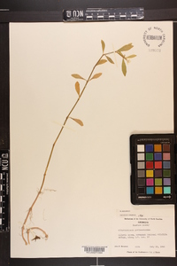 Alternanthera philoxeroides image