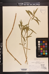 Alternanthera philoxeroides image