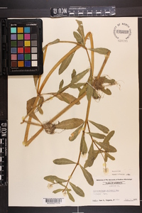 Alternanthera philoxeroides image