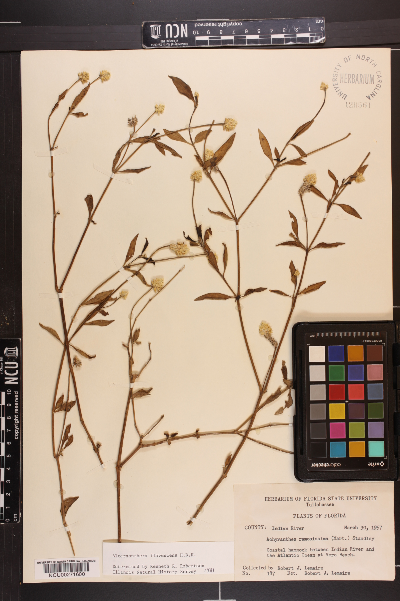 Alternanthera ramosissima image