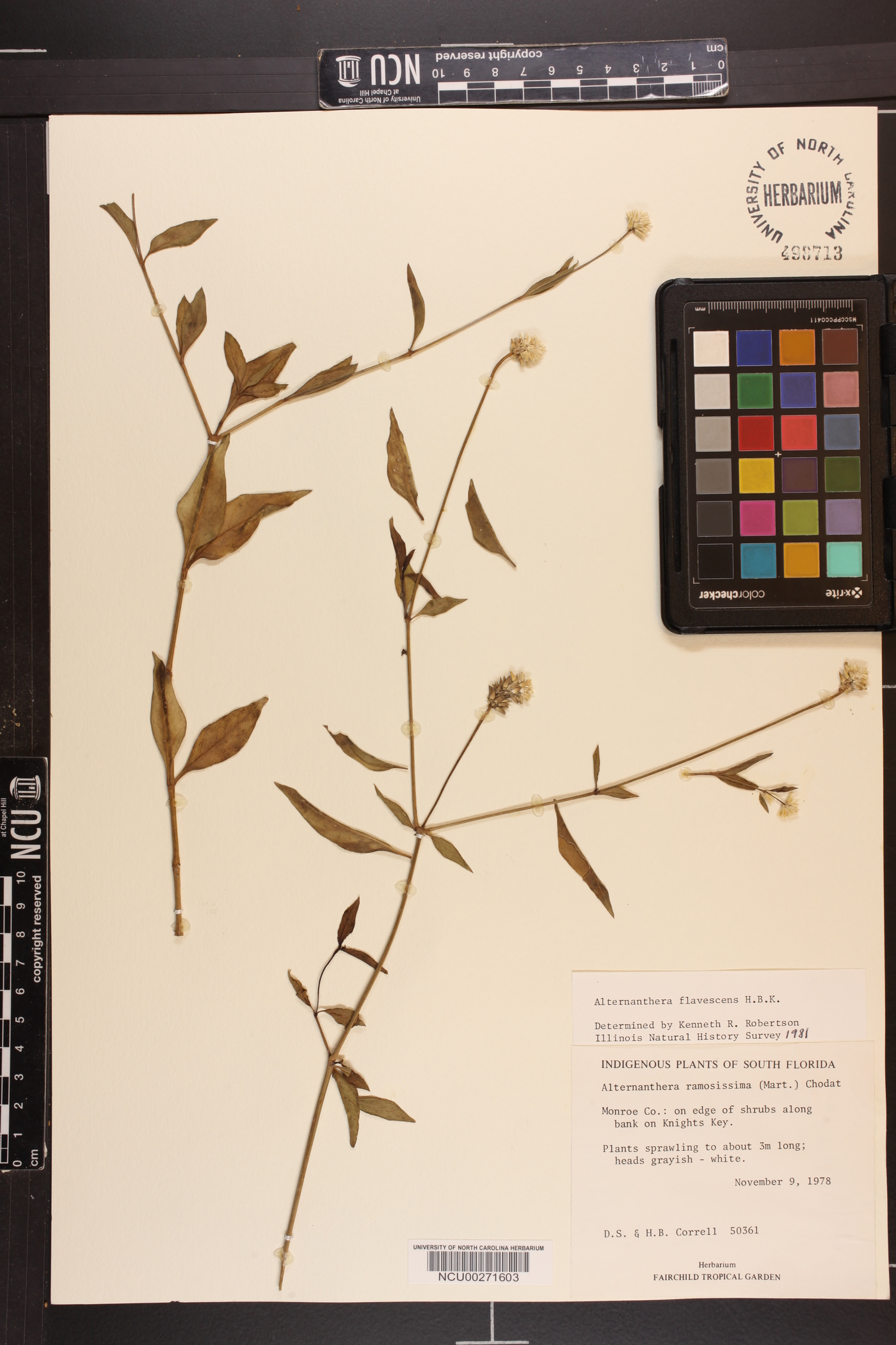 Alternanthera ramosissima image