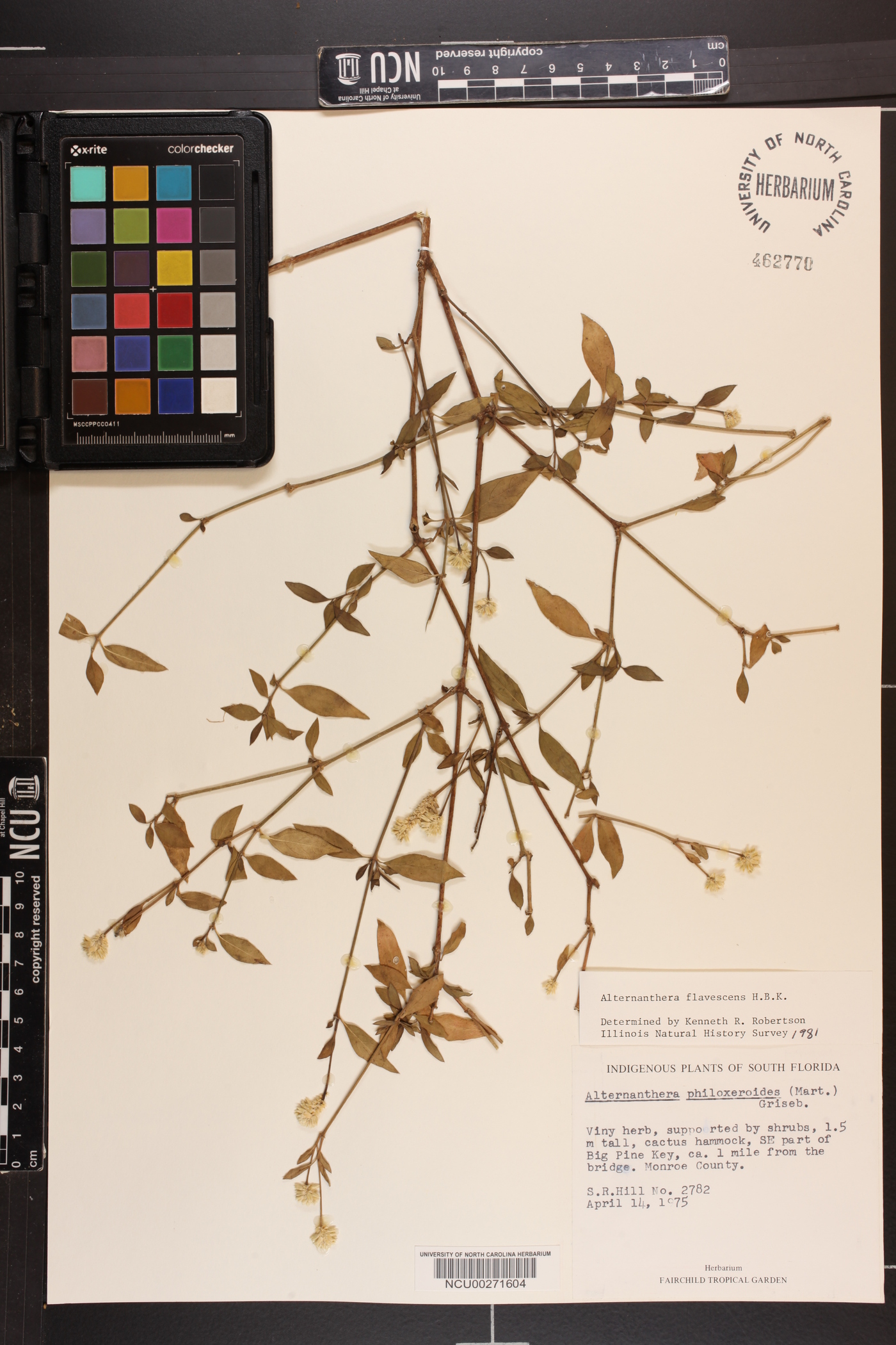 Alternanthera ramosissima image