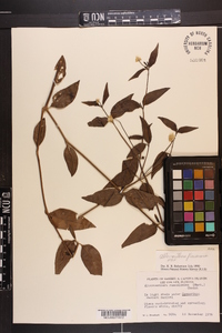 Alternanthera flavescens image