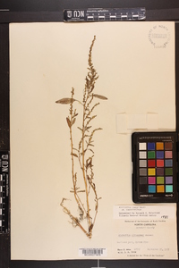 Amaranthus tuberculatus image