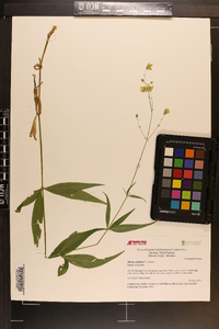 Silene stellata image