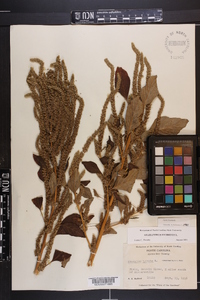 Amaranthus hybridus image