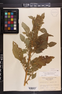 Amaranthus hybridus image