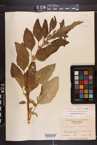 Amaranthus hybridus image