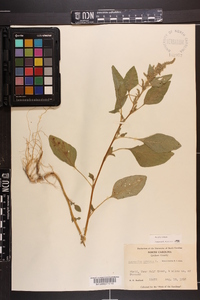 Amaranthus hybridus image