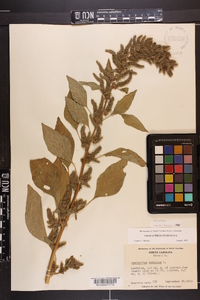 Amaranthus hybridus image