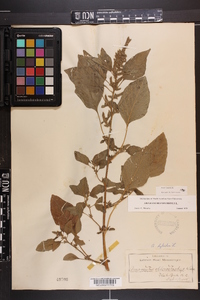 Amaranthus hybridus image