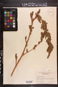 Amaranthus hybridus image