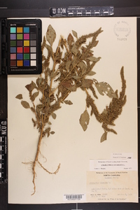 Amaranthus hybridus image