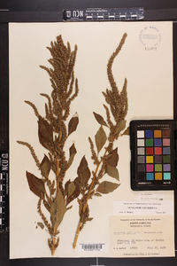 Amaranthus hybridus image