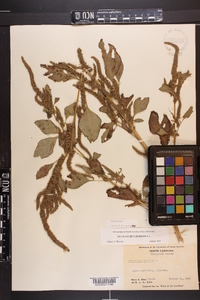 Amaranthus hybridus image