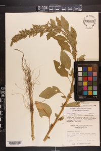 Amaranthus hybridus image