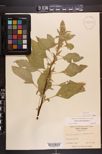 Amaranthus hybridus image