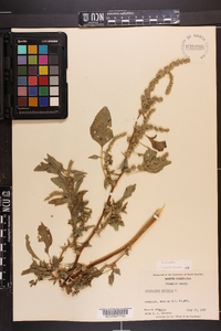 Amaranthus spinosus image