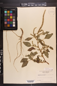 Amaranthus spinosus image