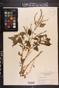 Amaranthus spinosus image